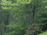 Catawba Rhododendron in a Foggy Deciduous Forest  Pisgah National Forest  North Carolina  USA