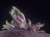 Close-Up of a Potato Eye Sprouting  Solanum Tuberosum