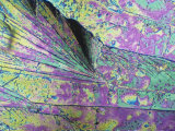Sugar Crystals Viewed in Polarized Light