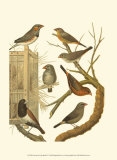 Canaries and Cage Birds IV