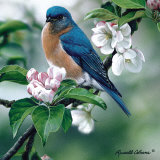 Apple Blossoms