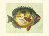 Butterfly Fish I