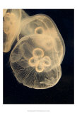 Graphic Jellyfish II
