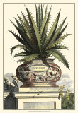 Antique Munting Aloe I