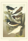 Pet Songbirds IV