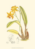 Orchid Plenty IV