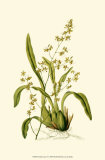 Orchid Array IV