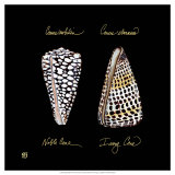 Striking Shells IV