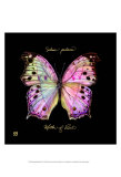 Striking Butterfly III