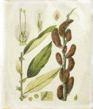 Golden Bough II