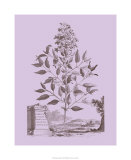 Romantic Jasmine