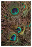 Peacock Feathers IV