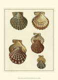 Crackled Antique Shells I