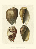 Crackled Antique Shells II