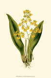 Orchid Array I