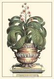 Antique Munting Aloe II
