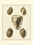 Crackled Antique Shells IV