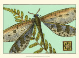 Dragonfly on Aqua III