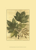 Weathered Maple Leaves II