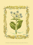 Borage