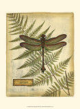 Royal Dragonflies III