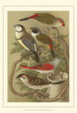 Pet Songbirds III