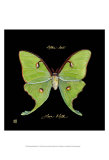Striking Butterfly IV