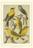 Pet Songbirds III