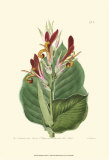Antique Canna II