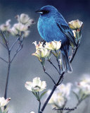Indigo With Dogwood Blossoms