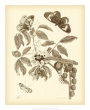 Nature Study in Sepia II