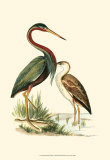Water Birds III