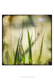 Green II