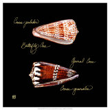 Striking Shells III