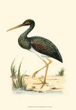 Water Birds I