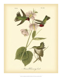 Anna Hummingbird