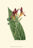 Antique Canna IV