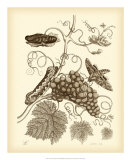Nature Study in Sepia III