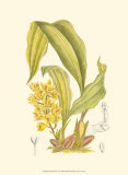 Orchid Plenty I