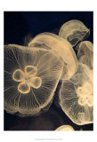 Graphic Jellyfish I
