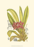 Orchid Plenty II