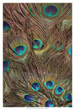 Peacock Feathers III