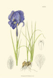 Spring Bounty I