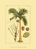 Printed Exotic Palm V