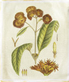 Golden Bough III