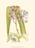 Orchid Plenty V