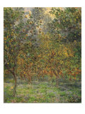 Lemon Trees  1884