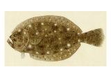 Flounder