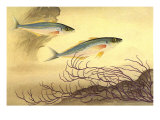 Mackerels  1940