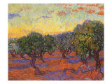 Grove of Olive Trees  1889
